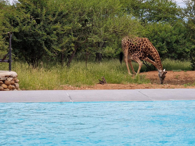 Others 5, Thandolwami Bushlodge, Mopani