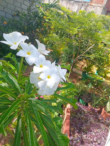 Others 5, City Paradise Dambulla, Dambulla