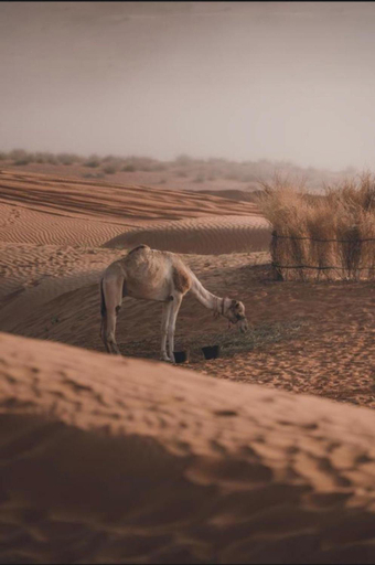Others 3, The oasis chalet, Biddiya