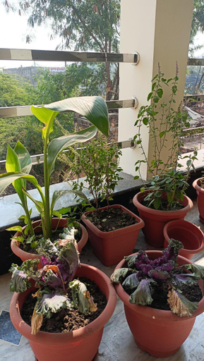 Others 5, Dream palace home stay, Chhatarpur