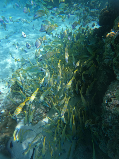Others 5, Vegas Thoddoo Maldives