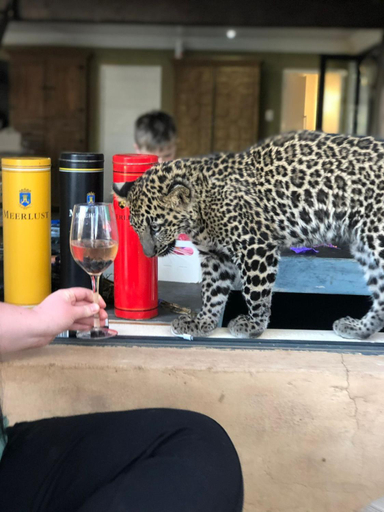 Food & Drinks 5, Simba Safaris African Pride Exotic Lodge, Waterberg