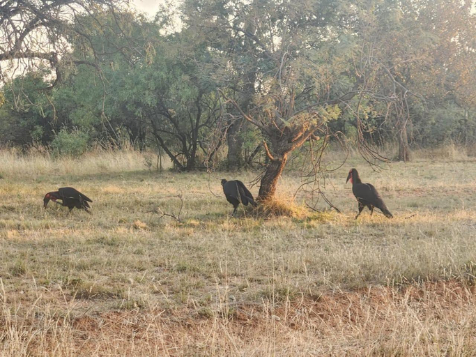 Others 4, Mabula - Arendsig Villa, Waterberg