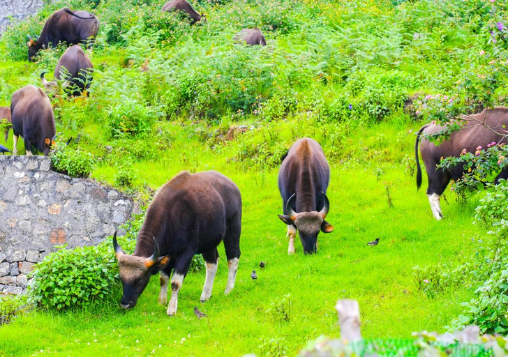 Others 5, Kodai Outdoor Valley , Dindigul