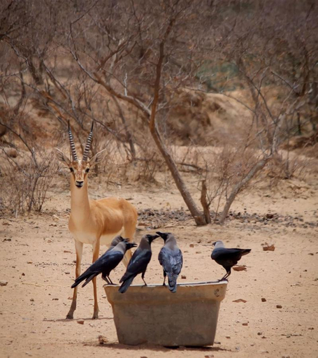 Others 4, Jaisalmer Dekho Desert Camps Sam, Jaisalmer
