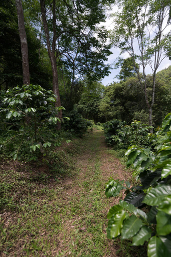 Others 4, Montira's Cottage Mae Kampong, K. Mae On