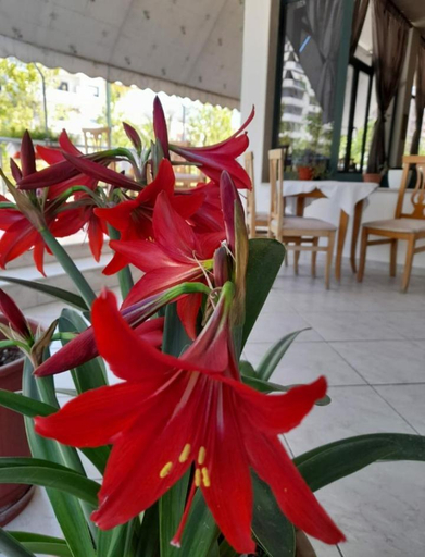 Food & Drinks 3, Hotel Rossi, Vlorës