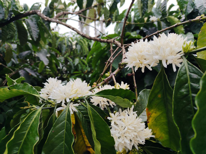Others 4, Shivalaya Homestay, Private Rooms, Kodagu