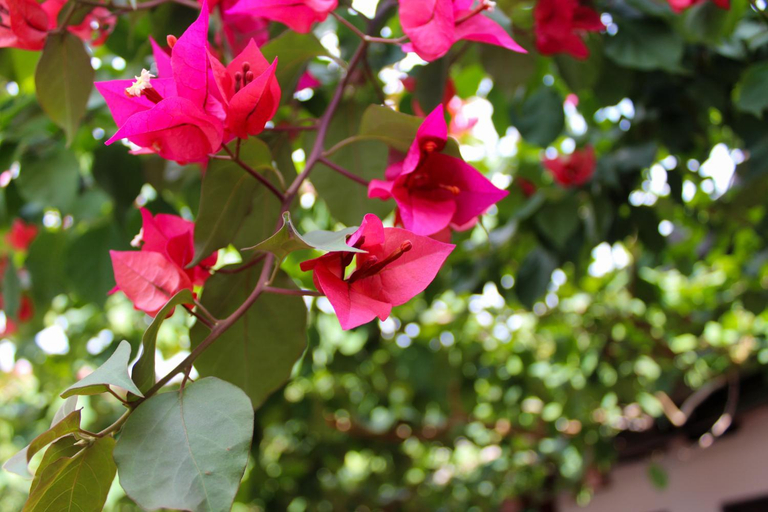 Garden, Hotel Colonial San Felipe, Bucaramanga