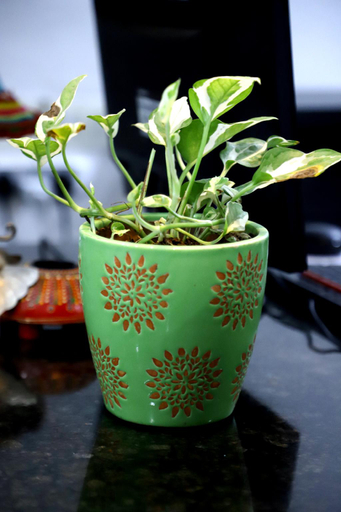 Food & Drinks 4, Posh Suites-Golf Course Road, Gurgaon