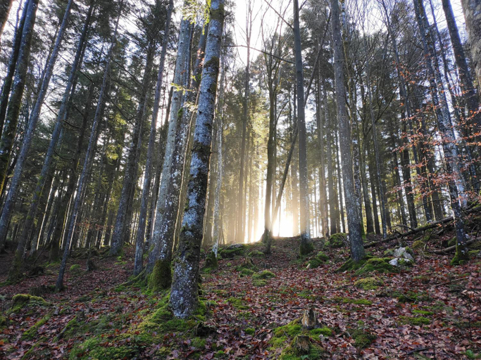 Others 5, Lodge Wolfgangthal - FiSCHERGUT, Gmunden