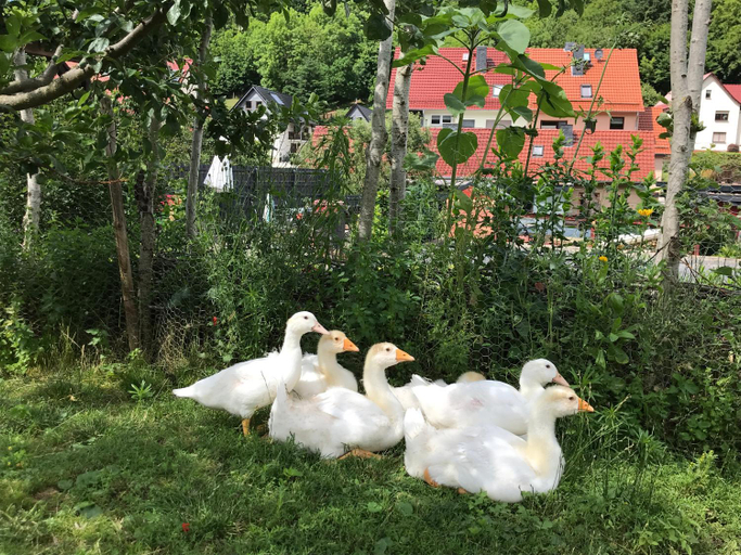 Others 2, Iflands Hof, Eichsfeld