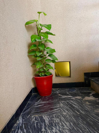 Others 3, Palace In Guest House, Karachi