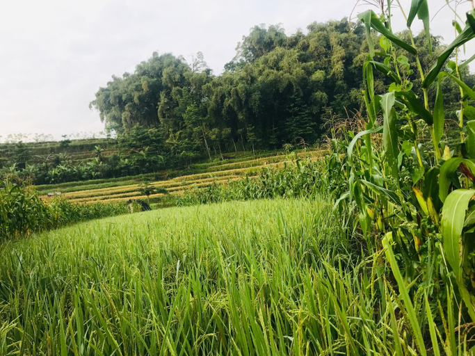 Sports and activities 5, MOZA HOUSE Wonosobo, Wonosobo