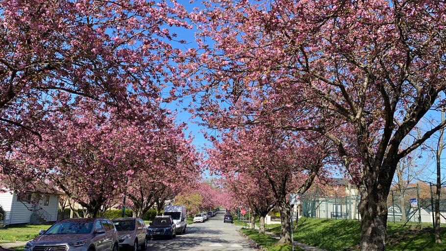 Others 3, 7 Bedrooms in the Heart of Vancouver, Greater Vancouver