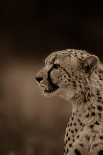 Others 4, Kwandwe Private Game Reserve - Melton Manor, Cacadu