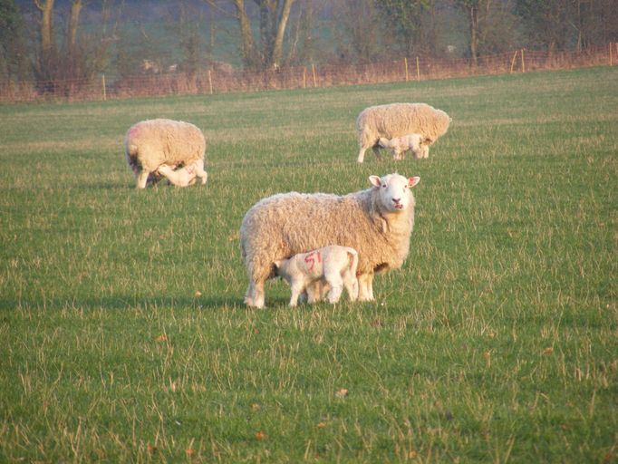Others 2, Marshwood Farm B&B, Wiltshire