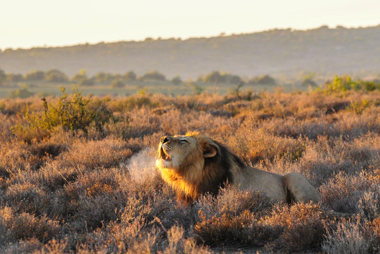 Others 3, Kwandwe Private Game Reserve - Melton Manor, Cacadu