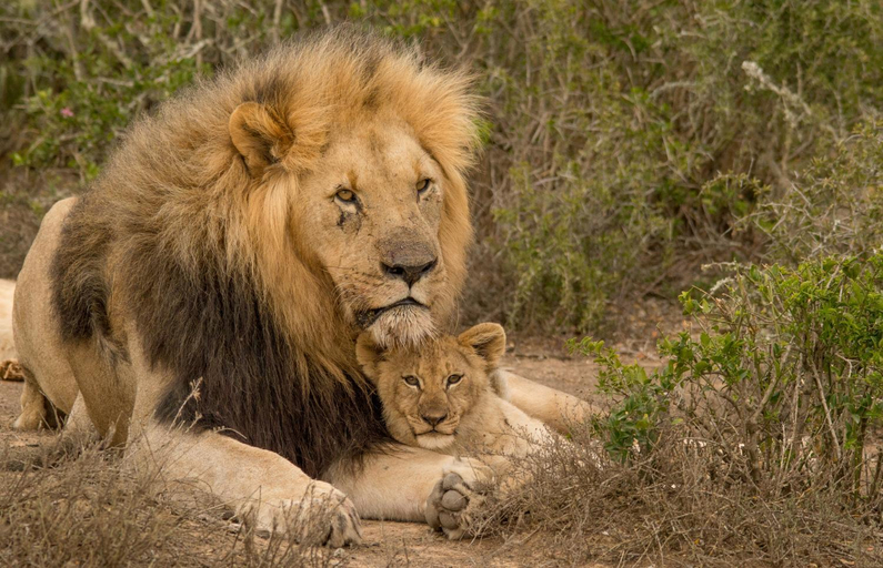 Others 2, Kwandwe Private Game Reserve - Fort House, Cacadu