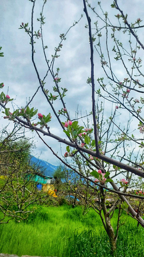 Others 4, The Trip House, Manali, Kullu