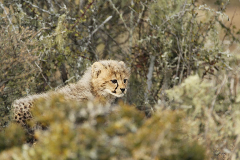 Others 2, Kwandwe Private Game Reserve - Melton Manor, Cacadu