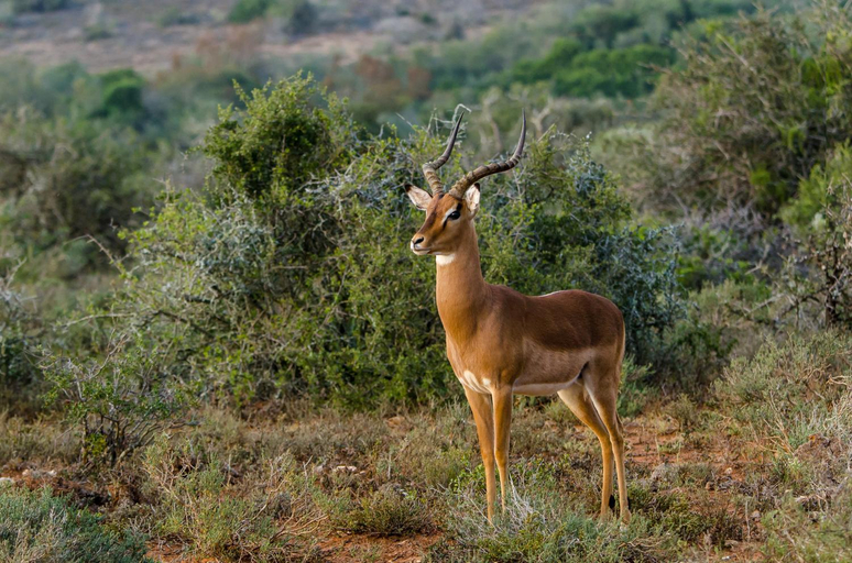 Others 4, Kwandwe Private Game Reserve - Fort House, Cacadu