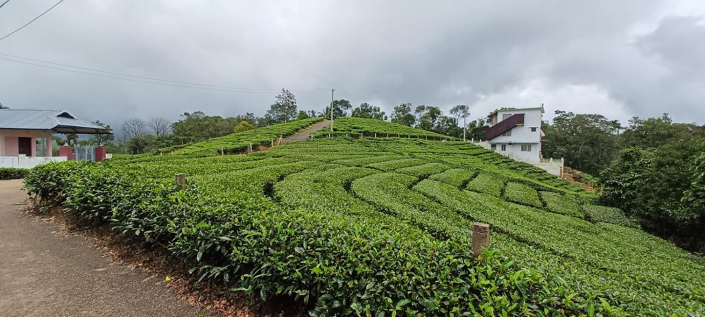 Surrounding environment 2, Laas Villa Vagamon, Idukki