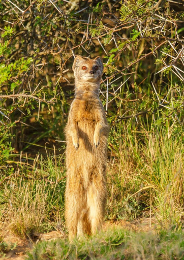 Others 5, Kwandwe Private Game Reserve - Great Fish River Lodge, Cacadu