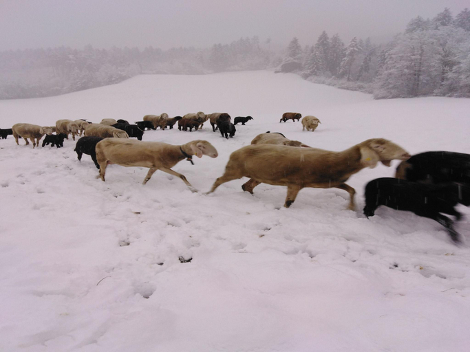 Others 4, Holiday on an organic farm in Hart im Zillertal, Schwaz