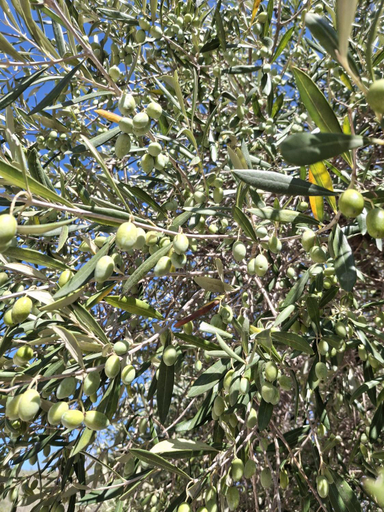 Others 5, Tenuta Belvedere Cilento, Salerno