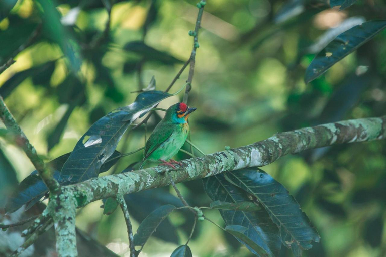 Others 4, The Woods - Birding, Farming & Eco Living, Hildummulla