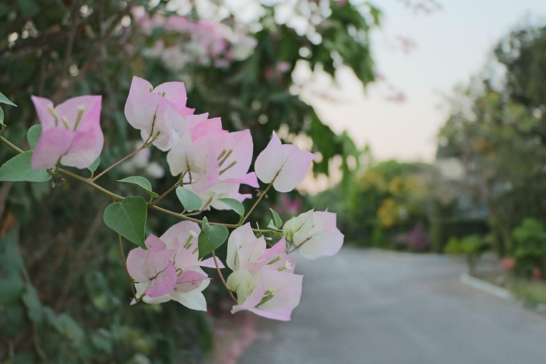 Others 5, D Hut Resort Chiangmai, San Sai