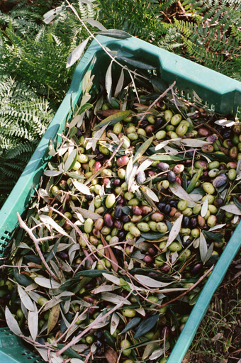 Food & Drinks 4, Domaine Acciola, Haute-Corse