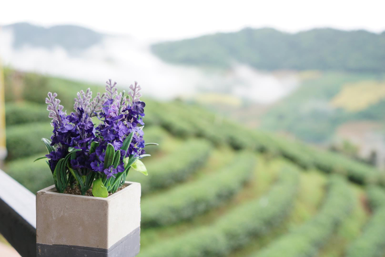 Others 5, 101 Tea Green View, Mae Fa Luang