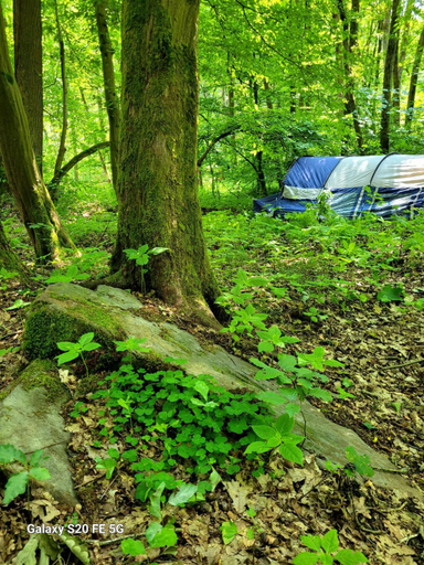 Others 5, Waldhotel Pfarrmuhle, Saale-Holzland-Kreis