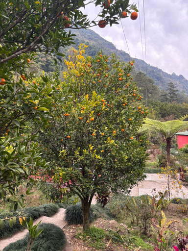 1, Odyssey Stays Rimbi, West Sikkim