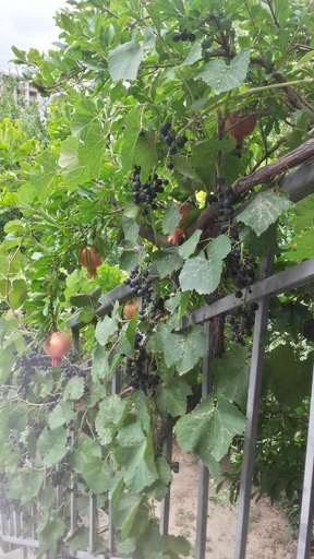 Others 5, Summer Garden, Tbilisi