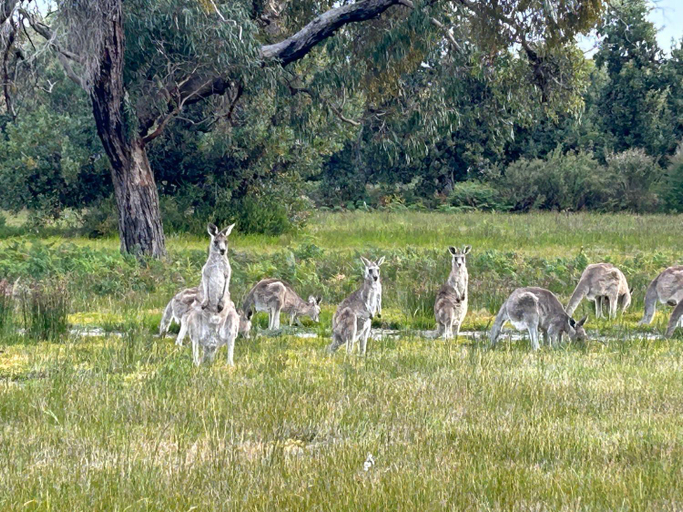 Food & Drinks 3, Le Grande Villas Raymond Island, E. Gippsland - Bairnsdale