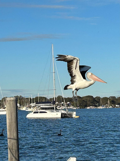 Others 2, Le Grande Villas Raymond Island, E. Gippsland - Bairnsdale
