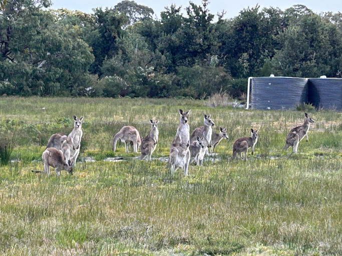 Food & Drinks 4, Le Grande Villas Raymond Island, E. Gippsland - Bairnsdale