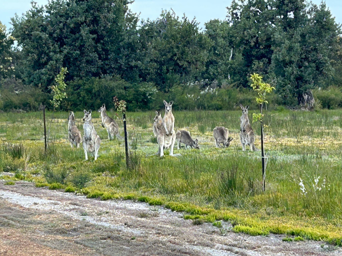 Others 5, Le Grande Villas Raymond Island, E. Gippsland - Bairnsdale