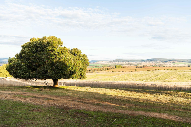 Others 5, Pinkerton House, Cowra