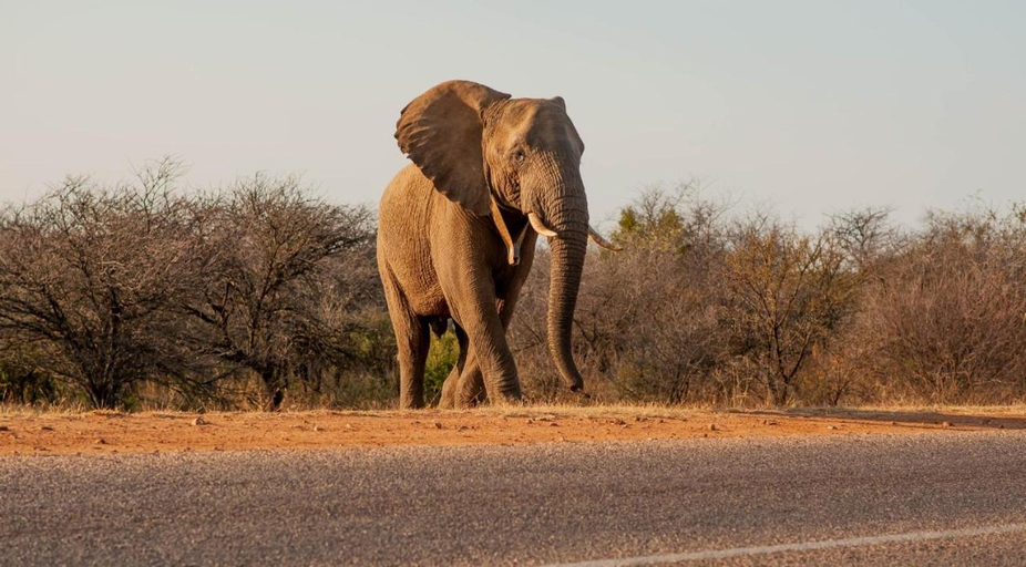 Others 3, Tamboti Bush Lodge, City of Tshwane