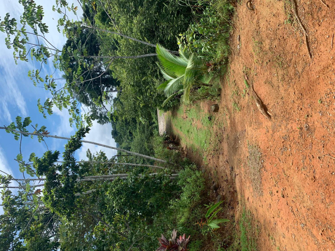 Others 2, Villa with primary forest view, Osa