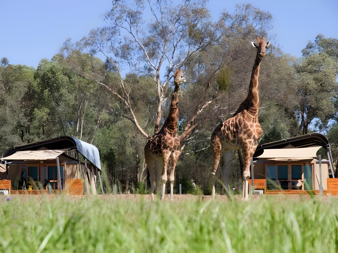 Others 4, Taronga Western Plains Zoo - Zoofari Lodge, Dubbo - Pt A