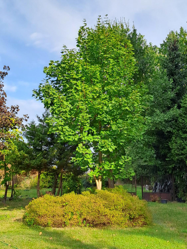 Others 5, Villa Kasztanowa, Skierniewice