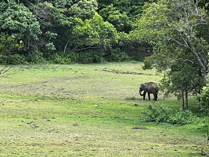 Others 3, Jungle Getaway Wayand, Wayanad