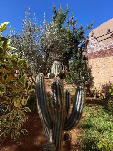 Others 5, Le Petit Yucca - chambre safari, Tiznit