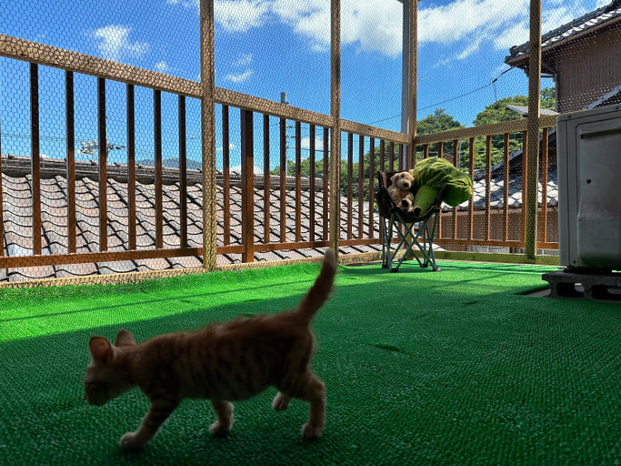 Others 4, 猫と泊まれる宿にゃんstay, Kure