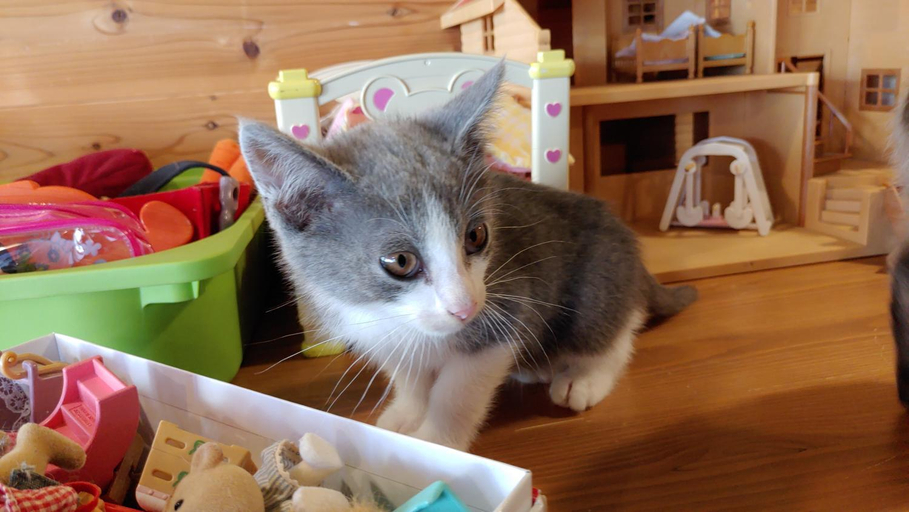 Food & Drinks, 猫と泊まれる宿にゃんstay, Kure